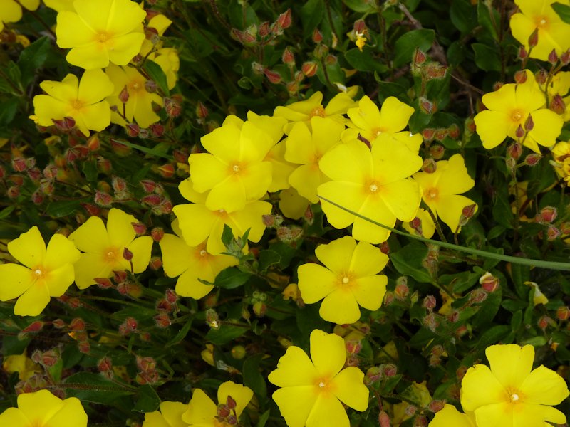 Halimium alyssoides photo